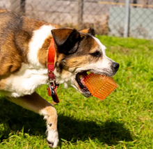 Cargar imagen en el visor de la galería, Gnawsome Juguete para Perro 4 piezas - KOZ